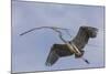 Great Blue Heron in Flight, Returning to the Nest-Michael Qualls-Mounted Photographic Print