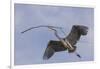 Great Blue Heron in Flight, Returning to the Nest-Michael Qualls-Framed Photographic Print