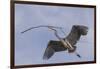 Great Blue Heron in Flight, Returning to the Nest-Michael Qualls-Framed Photographic Print