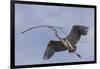 Great Blue Heron in Flight, Returning to the Nest-Michael Qualls-Framed Photographic Print