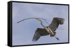 Great Blue Heron in Flight, Returning to the Nest-Michael Qualls-Framed Stretched Canvas