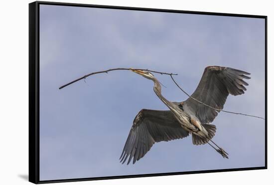 Great Blue Heron in Flight, Returning to the Nest-Michael Qualls-Framed Stretched Canvas