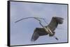 Great Blue Heron in Flight, Returning to the Nest-Michael Qualls-Framed Stretched Canvas