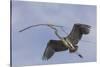 Great Blue Heron in Flight, Returning to the Nest-Michael Qualls-Stretched Canvas