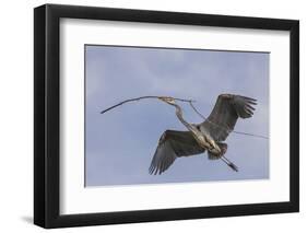 Great Blue Heron in Flight, Returning to the Nest-Michael Qualls-Framed Photographic Print