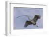 Great Blue Heron in Flight, Returning to the Nest-Michael Qualls-Framed Photographic Print