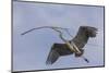 Great Blue Heron in Flight, Returning to the Nest-Michael Qualls-Mounted Photographic Print