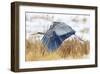 Great Blue Heron in Flight-Jason Savage-Framed Giclee Print