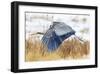 Great Blue Heron in Flight-Jason Savage-Framed Giclee Print