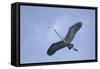 Great Blue Heron in Flight-Arthur Morris-Framed Stretched Canvas