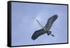 Great Blue Heron in Flight-Arthur Morris-Framed Stretched Canvas