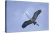 Great Blue Heron in Flight-Arthur Morris-Stretched Canvas