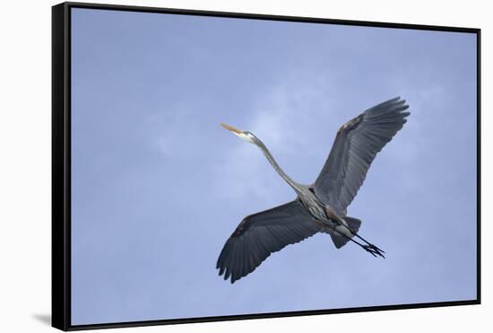 Great Blue Heron in Flight-Arthur Morris-Framed Stretched Canvas