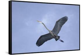 Great Blue Heron in Flight-Arthur Morris-Framed Stretched Canvas