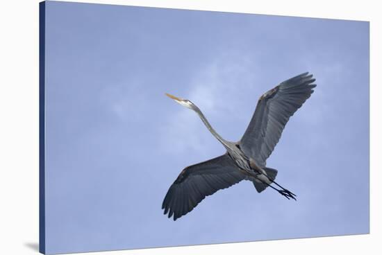 Great Blue Heron in Flight-Arthur Morris-Stretched Canvas
