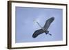 Great Blue Heron in Flight-Arthur Morris-Framed Photographic Print