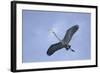 Great Blue Heron in Flight-Arthur Morris-Framed Photographic Print