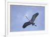 Great Blue Heron in Flight-Arthur Morris-Framed Photographic Print