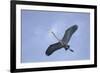 Great Blue Heron in Flight-Arthur Morris-Framed Photographic Print