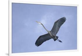 Great Blue Heron in Flight-Arthur Morris-Framed Photographic Print