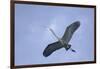 Great Blue Heron in Flight-Arthur Morris-Framed Photographic Print