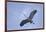 Great Blue Heron in Flight-Arthur Morris-Framed Photographic Print