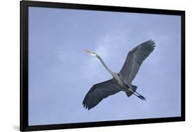 Great Blue Heron in Flight-Arthur Morris-Framed Photographic Print