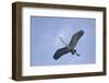 Great Blue Heron in Flight-Arthur Morris-Framed Photographic Print