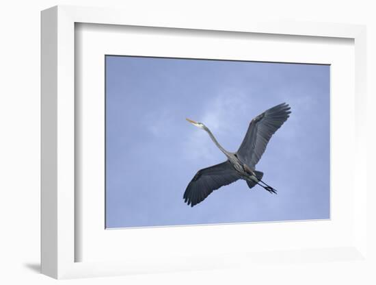 Great Blue Heron in Flight-Arthur Morris-Framed Photographic Print