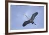 Great Blue Heron in Flight-Arthur Morris-Framed Photographic Print