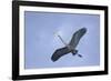 Great Blue Heron in Flight-Arthur Morris-Framed Photographic Print