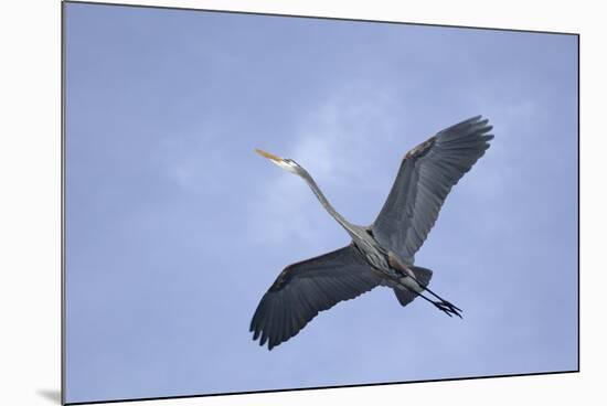 Great Blue Heron in Flight-Arthur Morris-Mounted Photographic Print