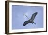 Great Blue Heron in Flight-Arthur Morris-Framed Photographic Print