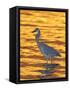 Great Blue Heron in Golden Water at Sunset, Fort De Soto Park, St. Petersburg, Florida, USA-Arthur Morris-Framed Stretched Canvas