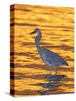 Great Blue Heron in Golden Water at Sunset, Fort De Soto Park, St. Petersburg, Florida, USA-Arthur Morris-Stretched Canvas