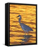 Great Blue Heron in Golden Water at Sunset, Fort De Soto Park, St. Petersburg, Florida, USA-Arthur Morris-Framed Stretched Canvas
