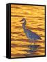 Great Blue Heron in Golden Water at Sunset, Fort De Soto Park, St. Petersburg, Florida, USA-Arthur Morris-Framed Stretched Canvas