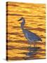 Great Blue Heron in Golden Water at Sunset, Fort De Soto Park, St. Petersburg, Florida, USA-Arthur Morris-Stretched Canvas