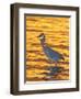 Great Blue Heron in Golden Water at Sunset, Fort De Soto Park, St. Petersburg, Florida, USA-Arthur Morris-Framed Photographic Print