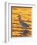 Great Blue Heron in Golden Water at Sunset, Fort De Soto Park, St. Petersburg, Florida, USA-Arthur Morris-Framed Photographic Print