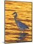 Great Blue Heron in Golden Water at Sunset, Fort De Soto Park, St. Petersburg, Florida, USA-Arthur Morris-Mounted Photographic Print