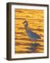 Great Blue Heron in Golden Water at Sunset, Fort De Soto Park, St. Petersburg, Florida, USA-Arthur Morris-Framed Photographic Print