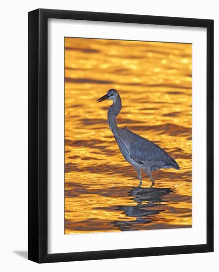 Great Blue Heron in Golden Water at Sunset, Fort De Soto Park, St. Petersburg, Florida, USA-Arthur Morris-Framed Photographic Print