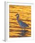 Great Blue Heron in Golden Water at Sunset, Fort De Soto Park, St. Petersburg, Florida, USA-Arthur Morris-Framed Photographic Print