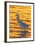 Great Blue Heron in Golden Water at Sunset, Fort De Soto Park, St. Petersburg, Florida, USA-Arthur Morris-Framed Photographic Print