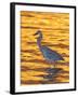 Great Blue Heron in Golden Water at Sunset, Fort De Soto Park, St. Petersburg, Florida, USA-Arthur Morris-Framed Photographic Print