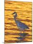 Great Blue Heron in Golden Water at Sunset, Fort De Soto Park, St. Petersburg, Florida, USA-Arthur Morris-Mounted Photographic Print