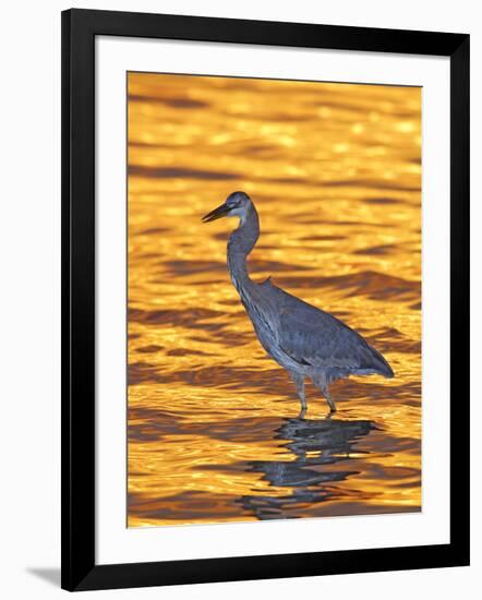 Great Blue Heron in Golden Water at Sunset, Fort De Soto Park, St. Petersburg, Florida, USA-Arthur Morris-Framed Photographic Print