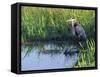 Great Blue Heron in Taylor Slough, Everglades, Florida, USA-Adam Jones-Framed Stretched Canvas