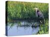 Great Blue Heron in Taylor Slough, Everglades, Florida, USA-Adam Jones-Stretched Canvas